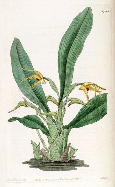 Maxillaria crocea by Miss Drake
